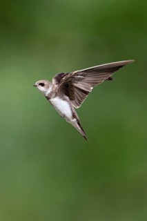 Sand martin (Riparia riparia), in flight, Reussegg nature reserve, Canton Aargau, Switzerland