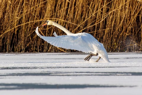 Mute swan (Cygnus olor), wildlife, Germany. A swan lands on a frozen stretch of water, its wings