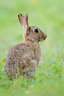 A wild rabbit (Oryctolagus cuniculus) sitting in a meadow, North Rhine-Westphalia, Germany