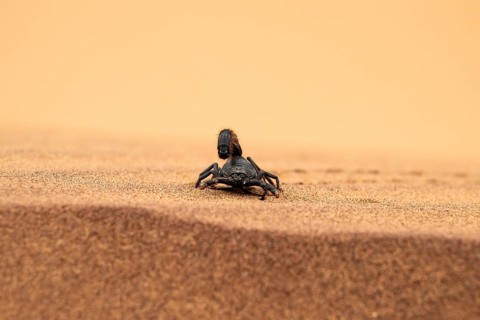 Black scorpion (Parabuthus villosus) running across sand, Namib Desert near Swakopmund, Namibia