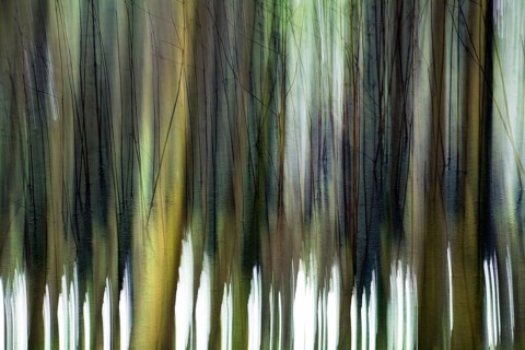 Atmospheric forest, abstract structures, wiping effect, bulb exposure