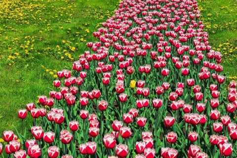 Yellow Tulipa - Tulip flower in bed of red and white 'Canadiana' - Triumph Tulips and yellow