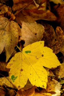 Acer pseudoplatanus, aceraceae, maple, maple family, autumn colors, autumn, tree, sycamore, trees,