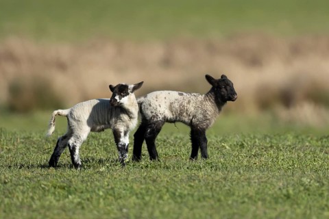 Domestic sheep (Ovis aries) two juvenile baby lambs animals in a grass field, England, United