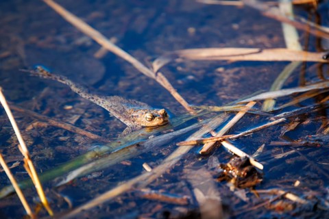 A frog swims in clear water amongst reeds, common toad (Bufo bufo), spawning grounds, close-up,