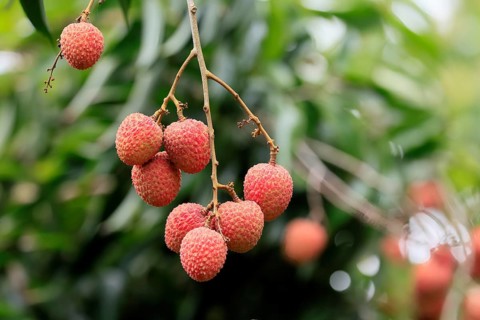 Lychee tree (Litchi chinensis), lychee tree, fruit, ripe, on the tree, Monzi, KwaZulu-Natal, South