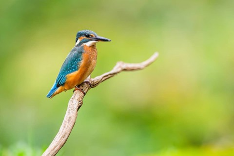 Common kingfisher (Alcedo atthis) sitting on an old wooden branch in late summer, wildife, Bavaria,