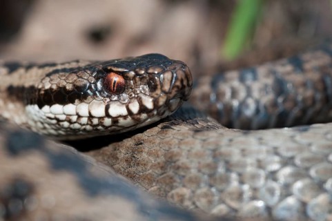 European adder, European viper, venomous snake, vipera berus, critters, female, poisonous reptilia,