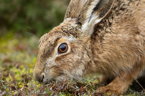 European brown hare (Lepus europaeus) adult animal feeding in a grass field, England, United