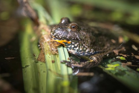 Bombina bombina, fire-bellied toad, red-bellied toad, lowland toad, amphibians, amphibians,