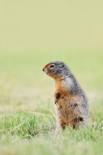 Columbia ground squirrel (Urocitellus columbianus, Spermophilus columbianus) standing upright in a