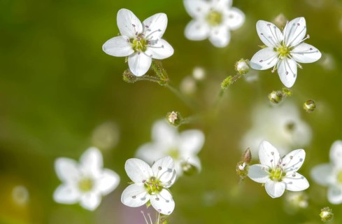 Caryophyllaceae, spring yeast, calamine spring weed, Harzer spring weed, cupriot flower, minuartia