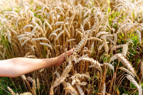 A child hand touches ripe ears of wheat in a grain field. A hand reaches into a golden wheat field,