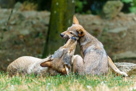 Timberwolf, wolf, American wolf (Canis lupus lycaon), Germany: two wolves playing together and