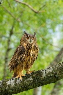 An eagle owl perches on a tree trunk in green surroundings, gazing intently into the distance,