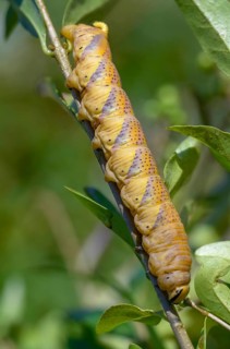 Acherontia atropos, death's-head hawkmoth, greater death's head hawkmoth, sphingidae, skull owl,