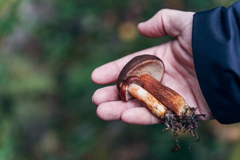 Mans hand holding freshly picked birch boletes (Leccinum scabrum) in autumn forest