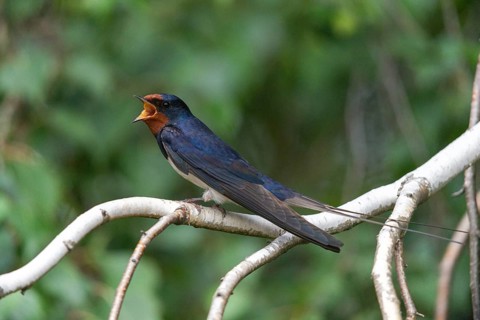 Hirundo rustica, barn swallow, birds, song, passeri, swallows, singing, songbirds, songbirds, birds