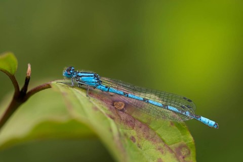 Mug azure maiden, common blue damselfly, enallagma cyathigerum, northern flower, damselflies,