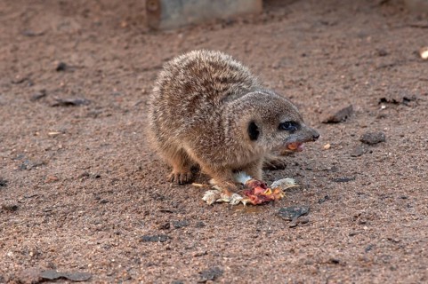 Meerkats (Suricata suricatta) feeding, Nuremberg Zoo, Middle Franconia, Bavaria, Germany. PR