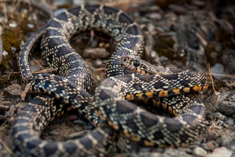 Coluber Hippocrepis, Hemorrhois Hippocrepis, Horseshoe Snake, Horseshoe Snake, Critters,