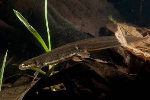 Lissotriton vulgaris meridionalis, Lissotriton vulgaris schreiberi, Schreiber's pond newt, smooth