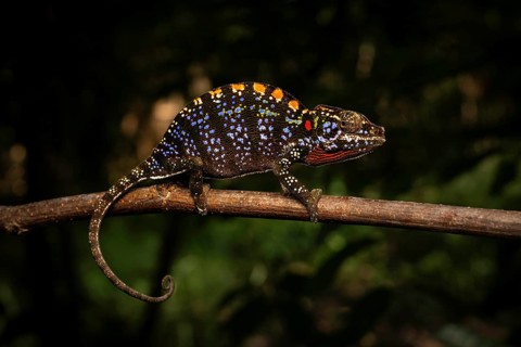 A female chameleon of the genus Furcifer labordi in the dry forests of Kirindy Forest in western