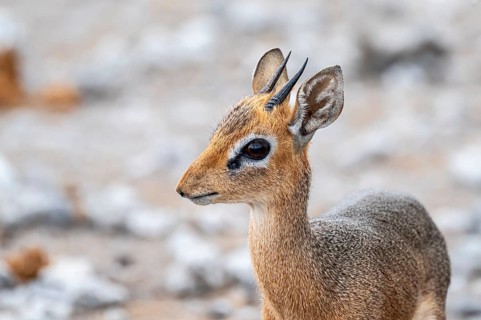 Damara dik-dik or kirk dik-dik (Madoqua kirkii), adult animal in the undergrowth, Etosha National