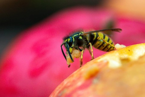 German wasp, real wasp, German wasp, hymenoptera, short-headed wasps, vespula germanica, on apple,