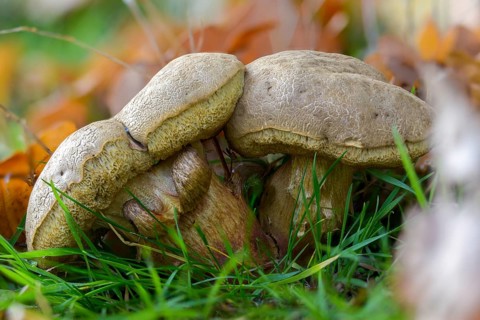 Birch mushroom, birch root, birch bolete, boletaceae, thick-bolete relatives, goatball, greyhead,