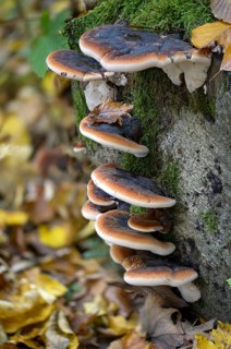 Boletus resinosus, ischnoderma resinosum, lasiochlaena anisea, hardwood resin porling, benzoin
