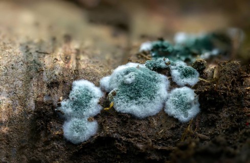 Mold, hose fungus spec., Trichoderma viride, fungi, fungi, fungi