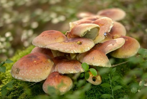 Hypholoma lateritium, hypholoma sublateritium, naematoloma sublateritium, brick cap, brick top,