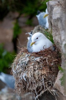 Black-legged Kittiwake, Black-legged Kittiwake, Norway, Rissa Tridactyla, Varanger, Birds,