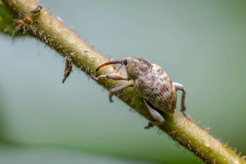Acorn weevil, vein acorn drill, curculio venosus, acorn drill, beetle, coleoptera, insects, beetles