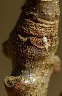 Blue oaktip, oak tip wiper, Favonius quercus, neozephyrus quercus, quercusia quercus, butterfly,