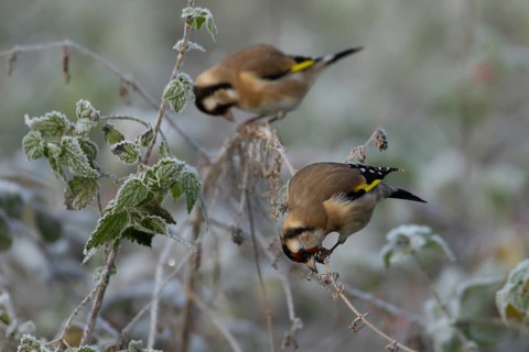 European goldfinch (Carduelis carduelis) adult bird on a frost covered nettle plant in winter,