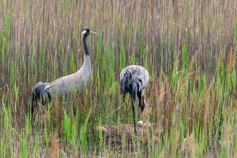 Brandenburg, Crane, Germany, Grus Grus, Crane, Nabu, Nabu Project, National Natural Heritage,