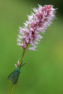 Adscita statices, ampfergreen ram, common green forester, green ram, butterfly, high size, portrait