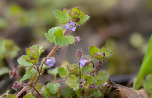 Ivy honorary prize, ivy leaf honorary prize, plantaginaceae, Veronica hederifolia, plantain plants,