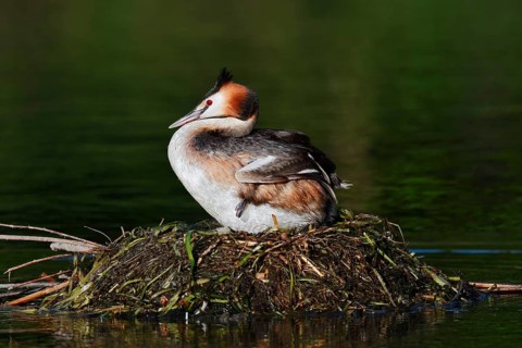 Great Crested Grebe (Podiceps Scalloped ribbonfish) sitting on its nest, North Rhine-Westphalia,
