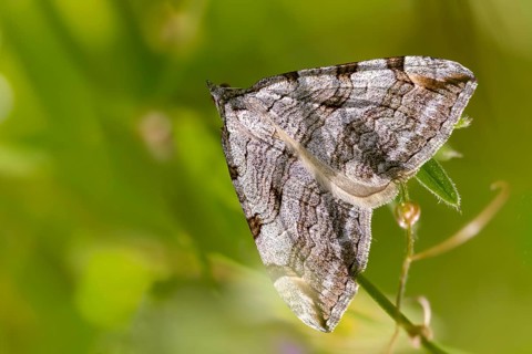 Aplocera plagiata, defoliating moth, large St. John's wort tensioner, Saint John's wort inchworm,