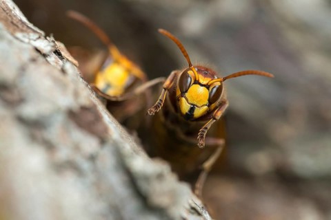 European hornet, hymenoptera, vespa crabro, hymenoptera, wasps, hornet, insects, insects