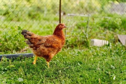 A red hen walks on the green grass in a village farm yard. A domestic chicken walks on green grass