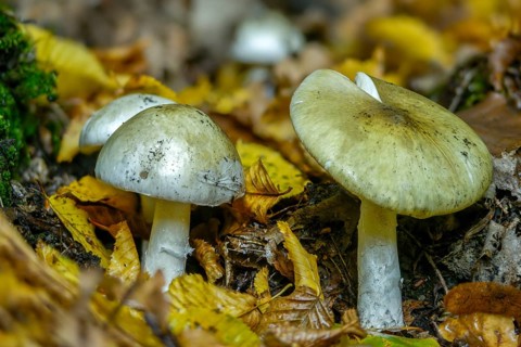 Amanita phalloides, amanita viridis, gout sponge, poisonous mushroom, poisonous greenling, green