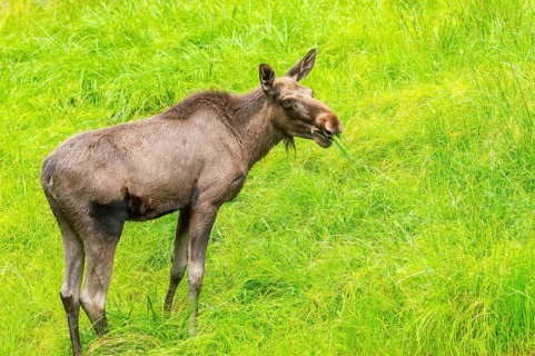 Eurasian elk (Alces alces) standing on a meadow in early summer, Bavarian Forest, Bavaria, Germany