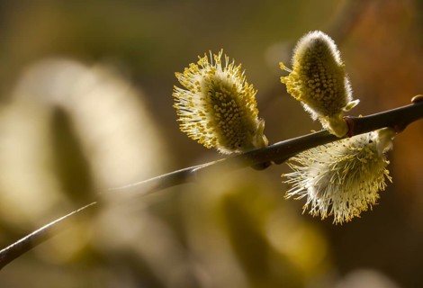 Hanging sage, kitten willow, palm willow, saal willow, salicaceae, salix caprea, salwillow, willow,