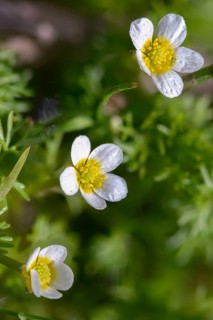 Ranunculus circinatus, ranunculus divaricatus, spreading water buttercup, fan-leaved crowfoot,
