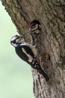 Great spotted woodpecker (Dendrocopos major) at the cave with young, Emsland, Lower Saxony, Germany