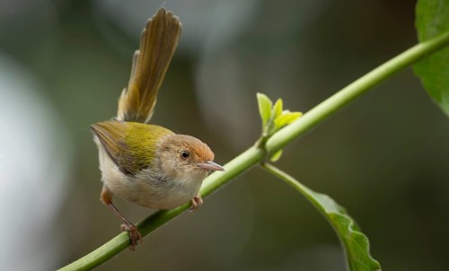 Common Tailorbird (Orthotomus sutorius) perched in a leafy tree, Sreepur, Gazipur, bangladesh